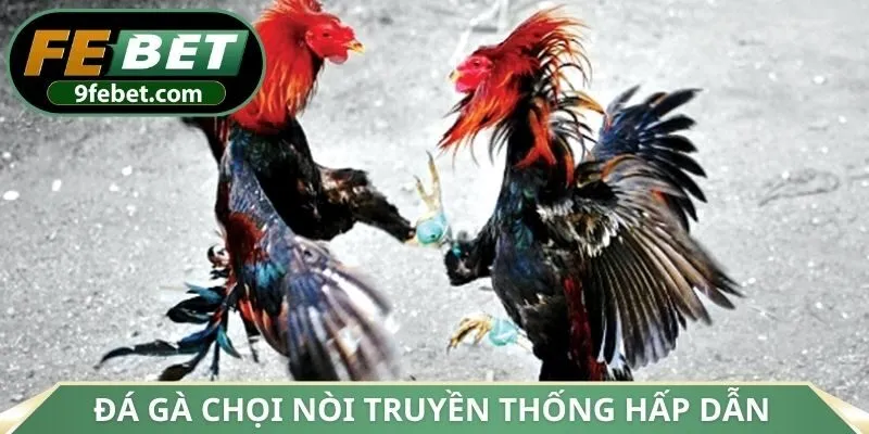 Đá gà chọi nòi truyền thống hấp dẫn