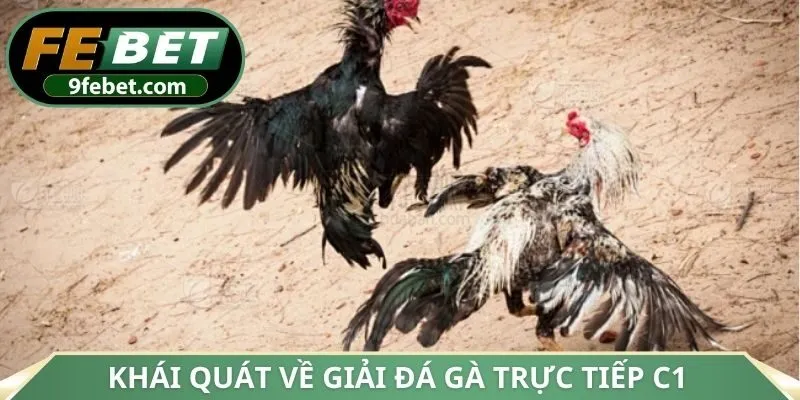 Khái quát về giải đá gà trực tiếp C1