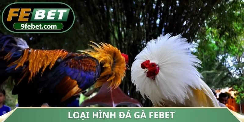 Loại hình đá gà FEBET
