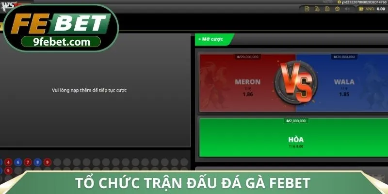 Tổ chức trận đấu đá gà FEBET